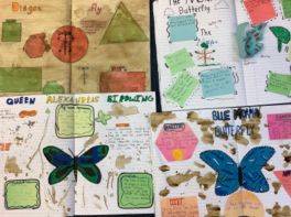 P7 Rainforest insect Reports