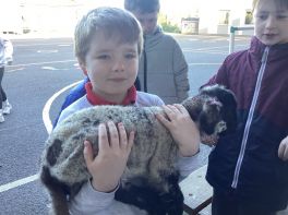 A new Spring lamb visitor