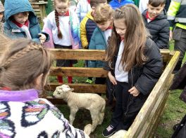P4’s Woolly Visitors